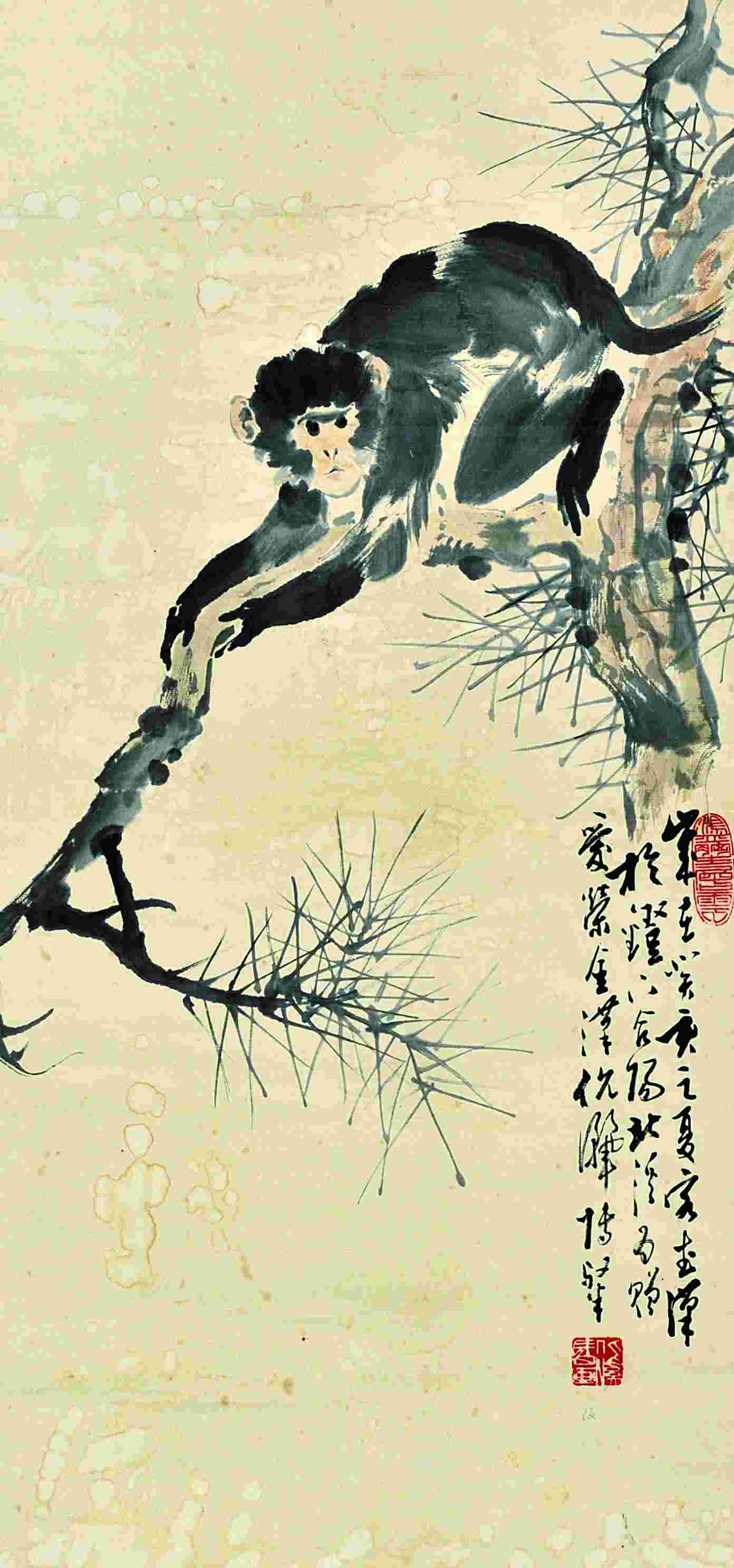 周北溪 猴子 