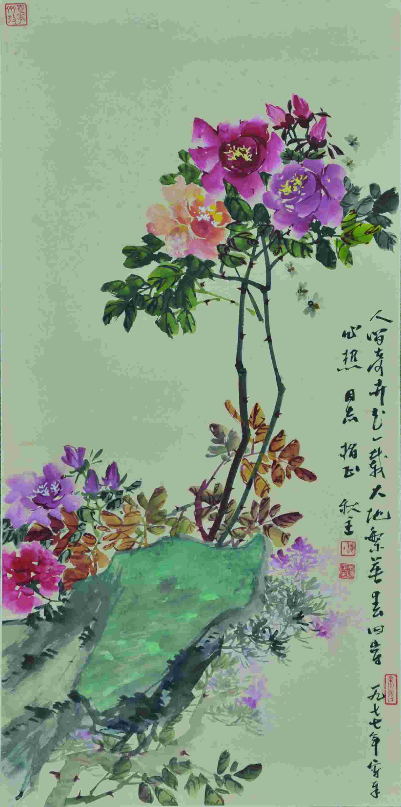 张秋主 月季 