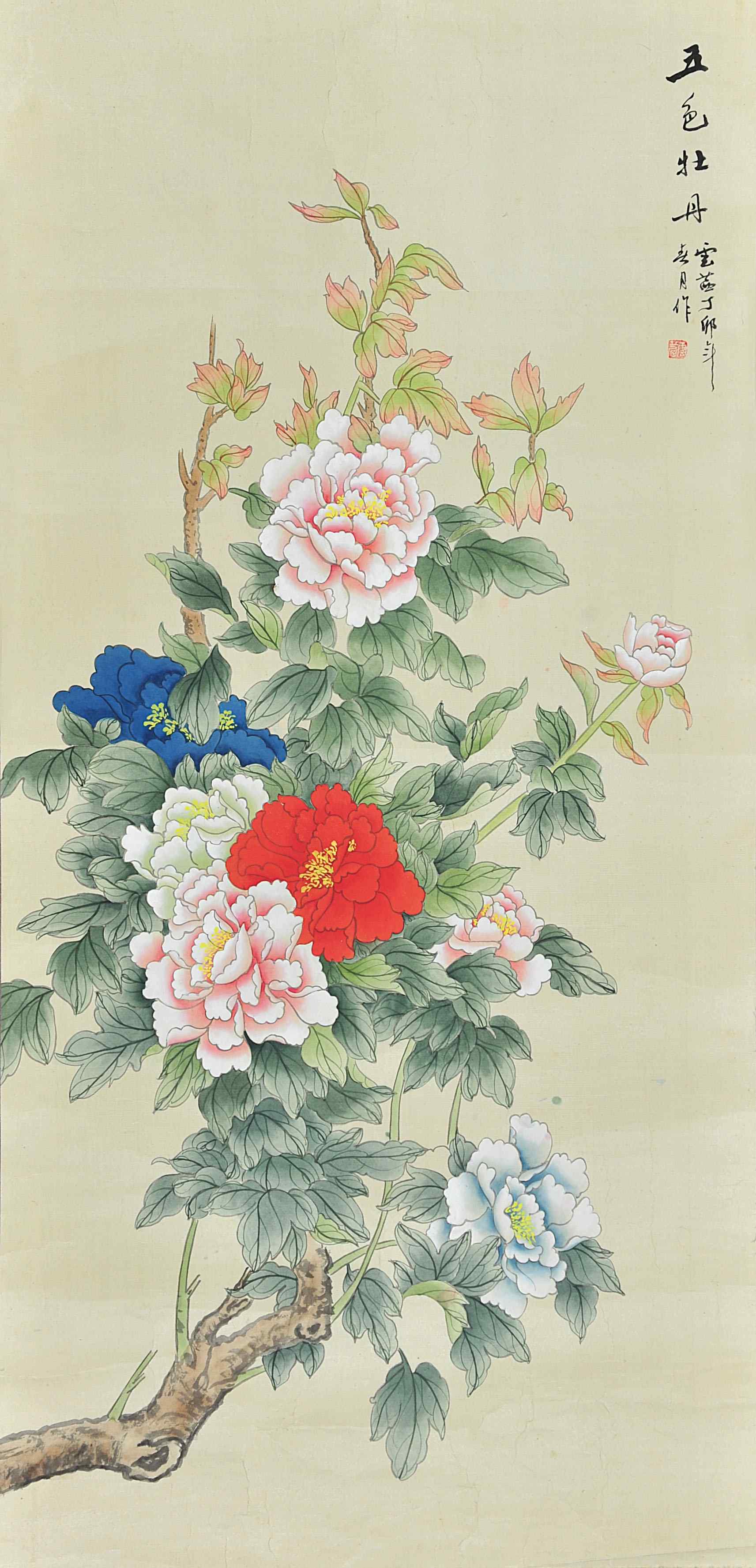 云茜  五色牡丹	