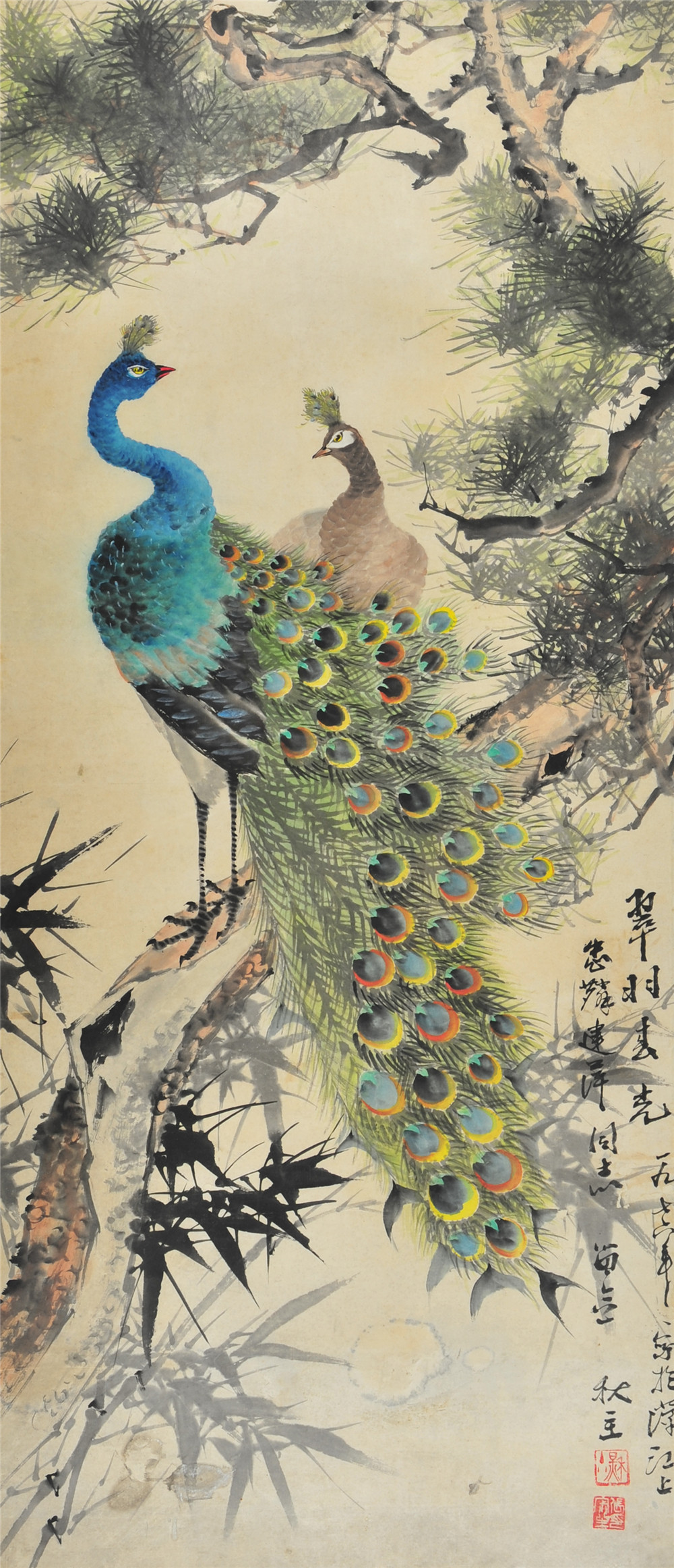 张秋主 孔雀 