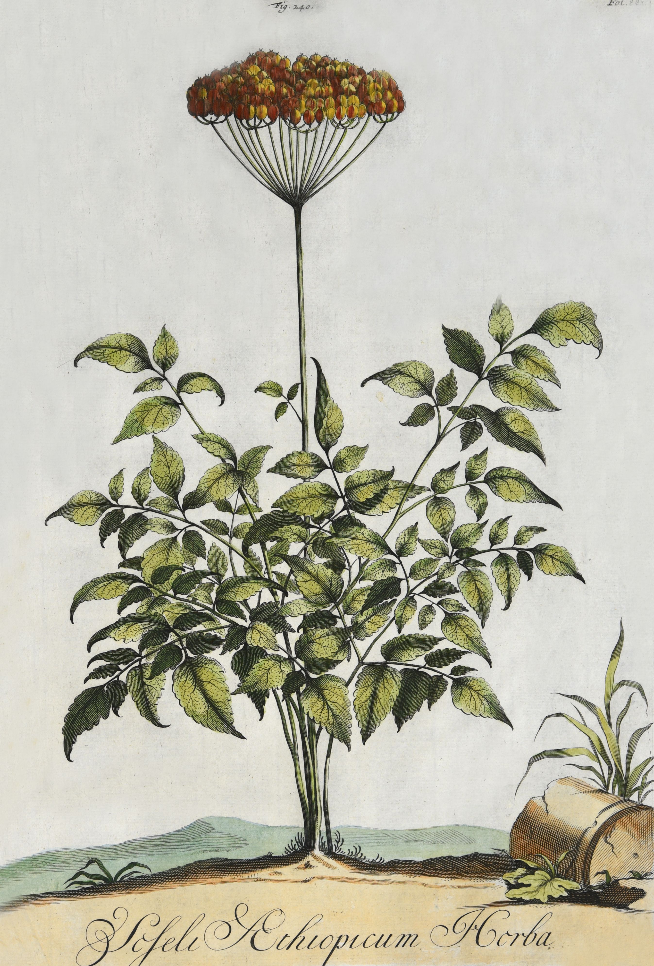 408 植物一